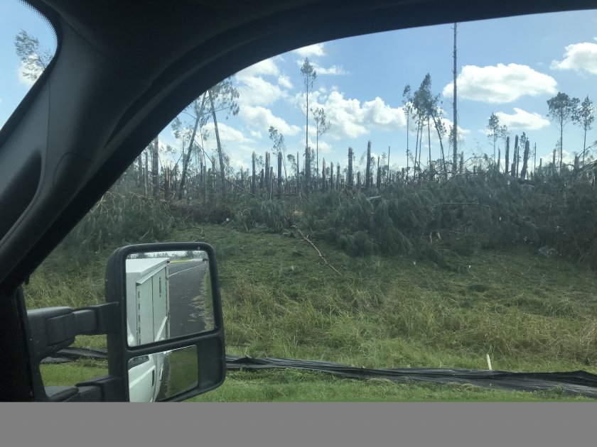 Trees I-10 after Michael