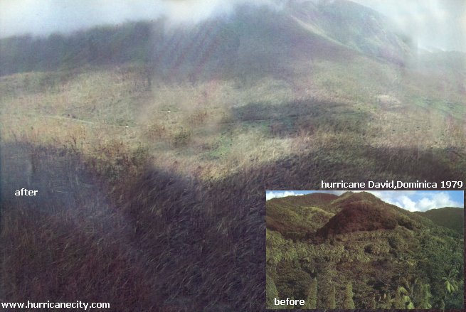 Before and after image of trees in Dominica from David in 1979